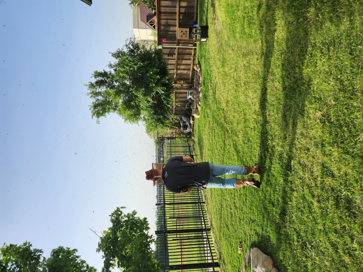 Swarm Rodeo beekeeper arriving on site, McKinney backyard removal.