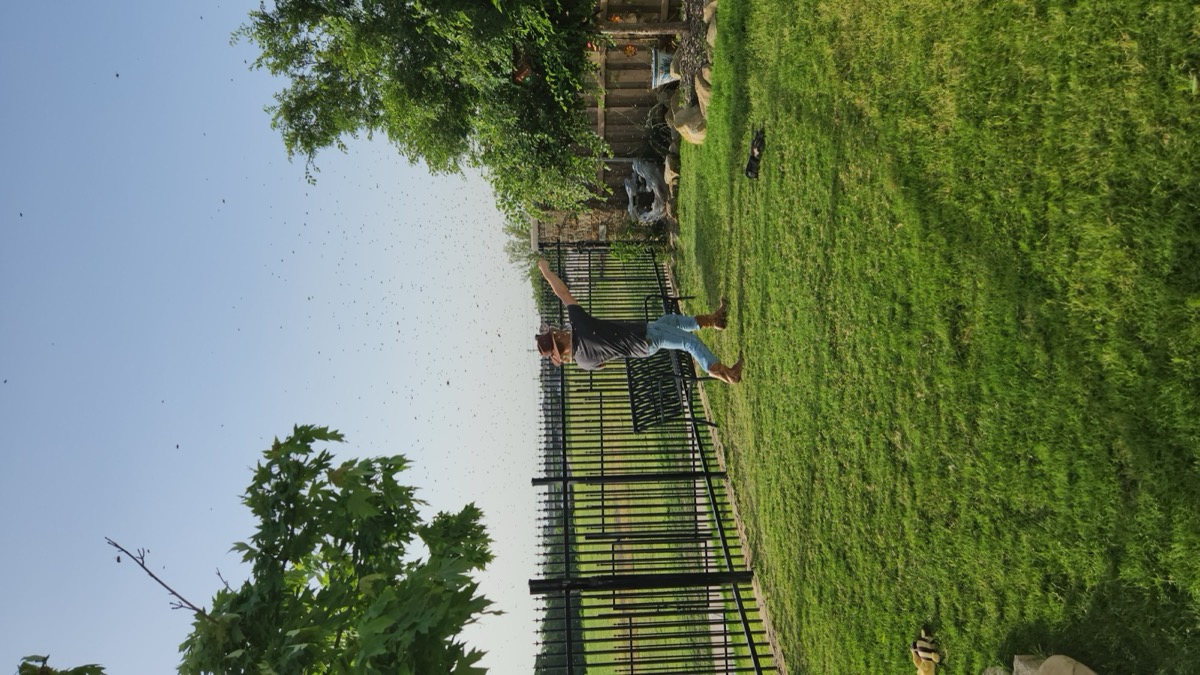 Focused work moment — wrangler in street clothes handling bees.