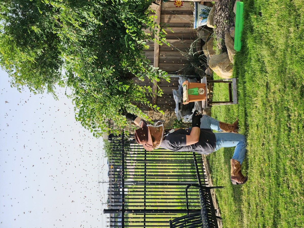 Bees swarming around a hive during relocation.