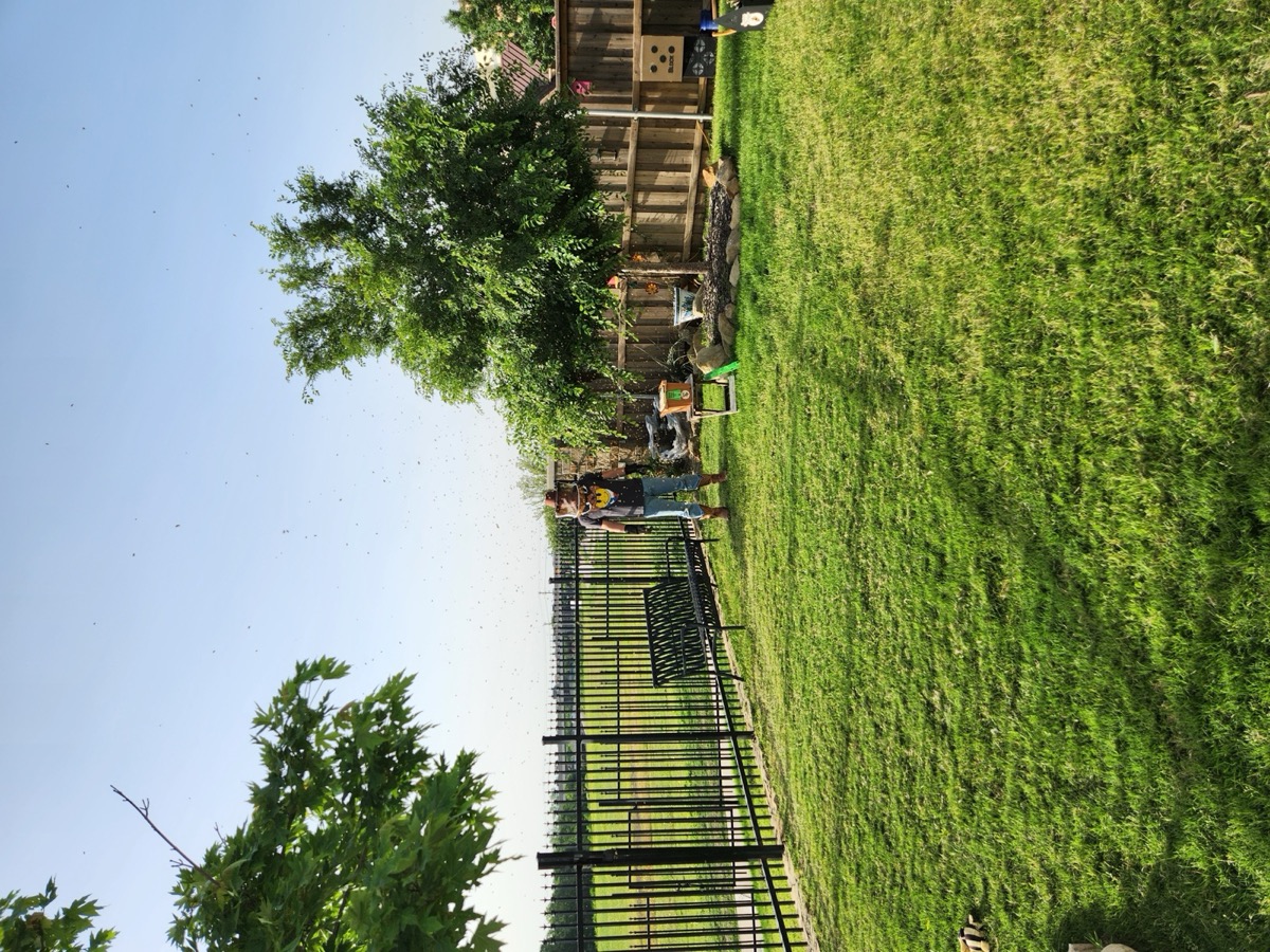 Another angle on the backyard hive relocation.